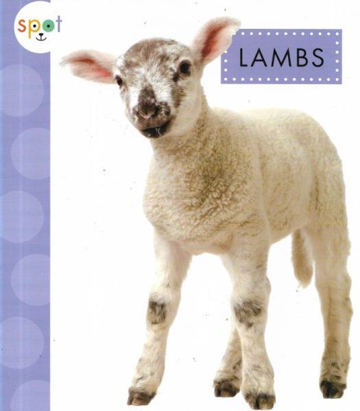 Baby Farm Animals: Lambs